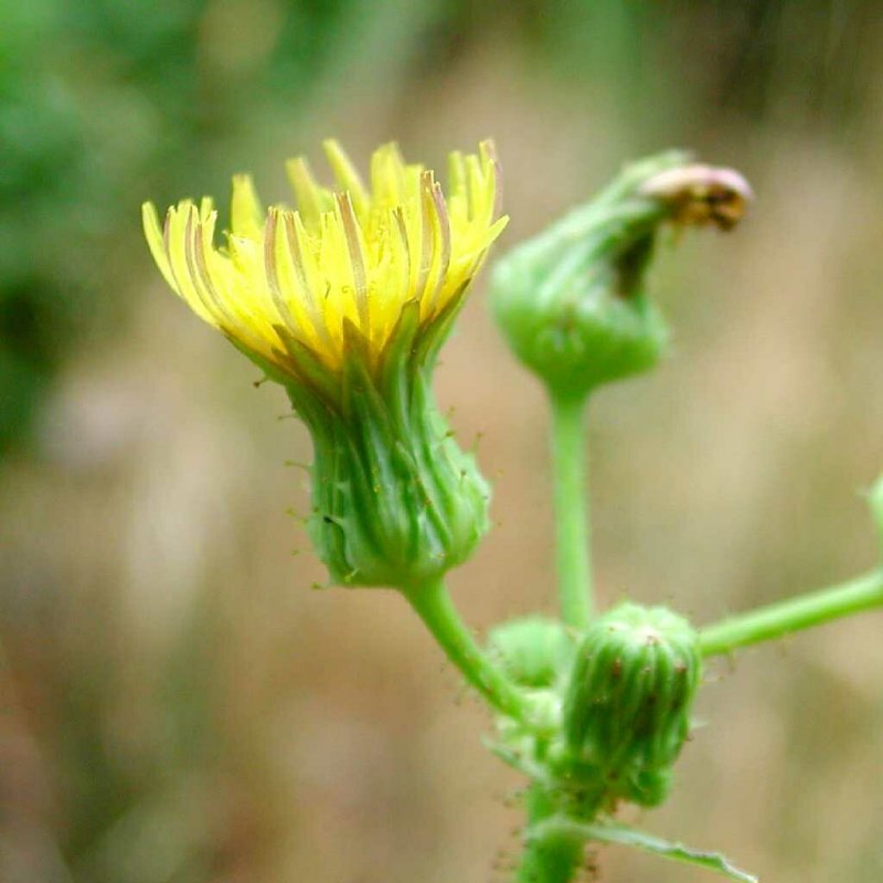 Бодяк полевой (Cirsium arvense)