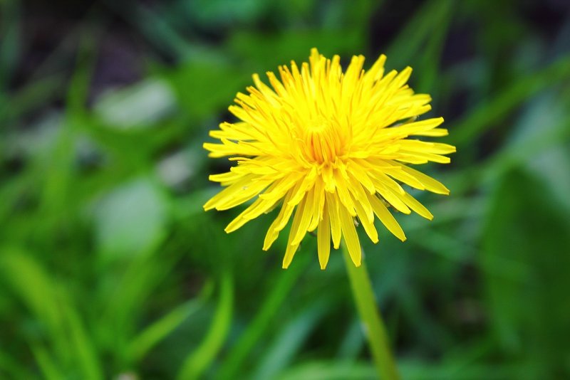 Бодяк полевой (Cirsium arvense)