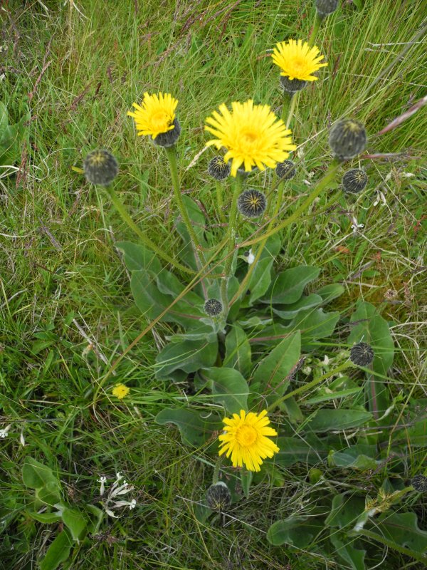 Бодяк полевой (Cirsium arvense)