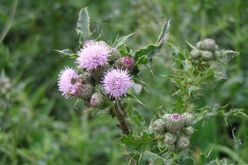Осот огородный (Sonchus oleraceus)