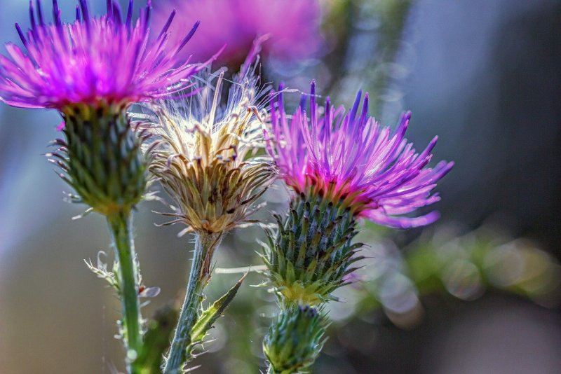 Осот огородный (Sonchus oleraceus)