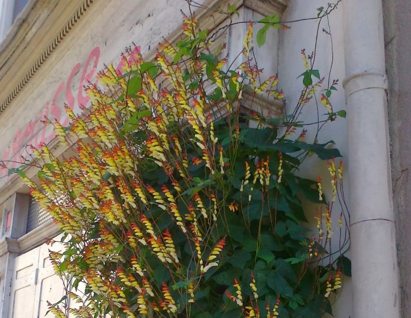 Ipomoea coccinea