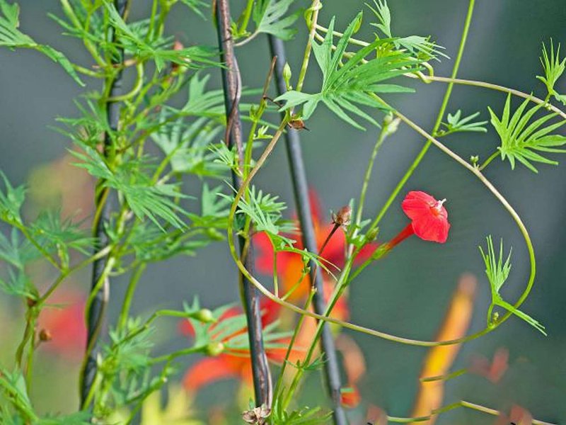 Ipomoea ×multifida