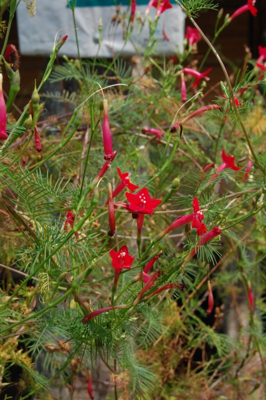 Ipomoea coccinea