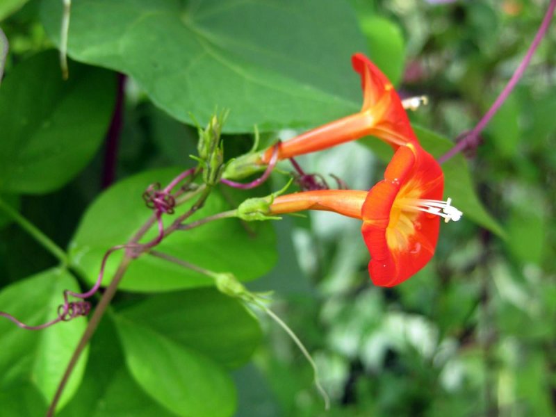 Ipomoea rubriflora