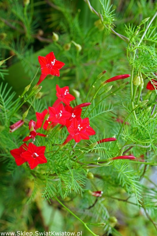 Лобата Лиана