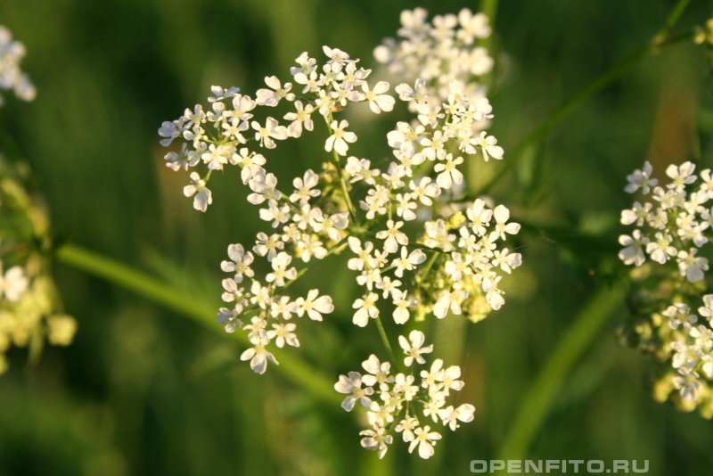 Купырь Лесной
