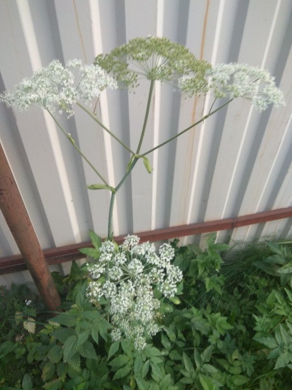 Купырь Лесной