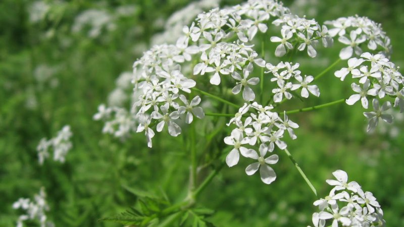 Купырь морковник