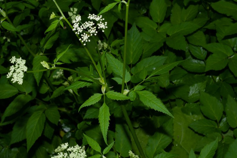 Anthriscus nitidus