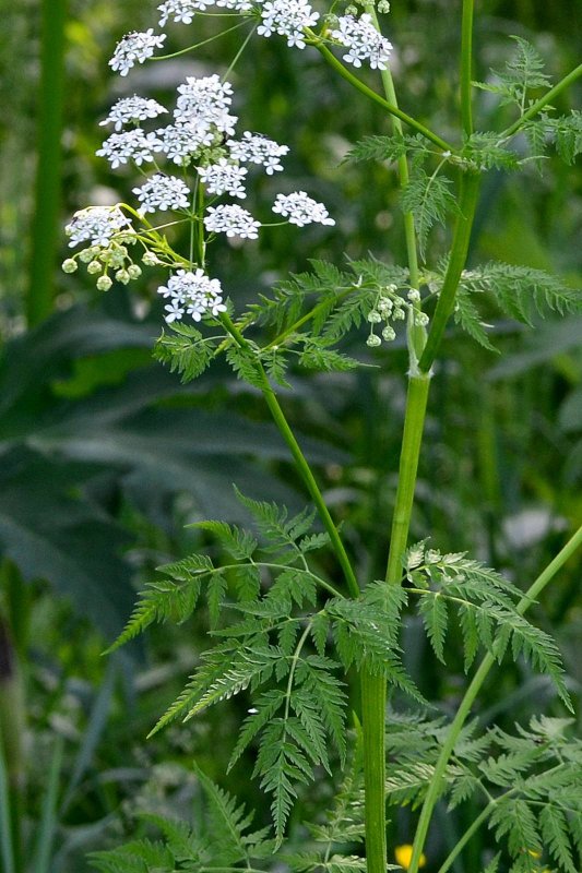 Купырь Лесной Anthriscus Sylvestris