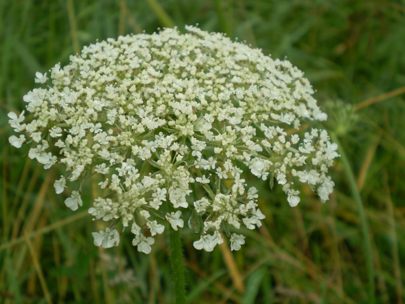 Купырь морковник