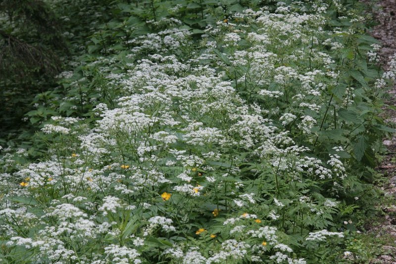 Купырь Лесной (Anthriscus Sylvestris l.)