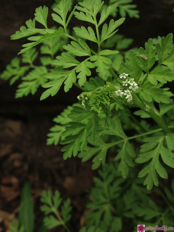 Кервель ажурный ( Anthriscus cerefolium)