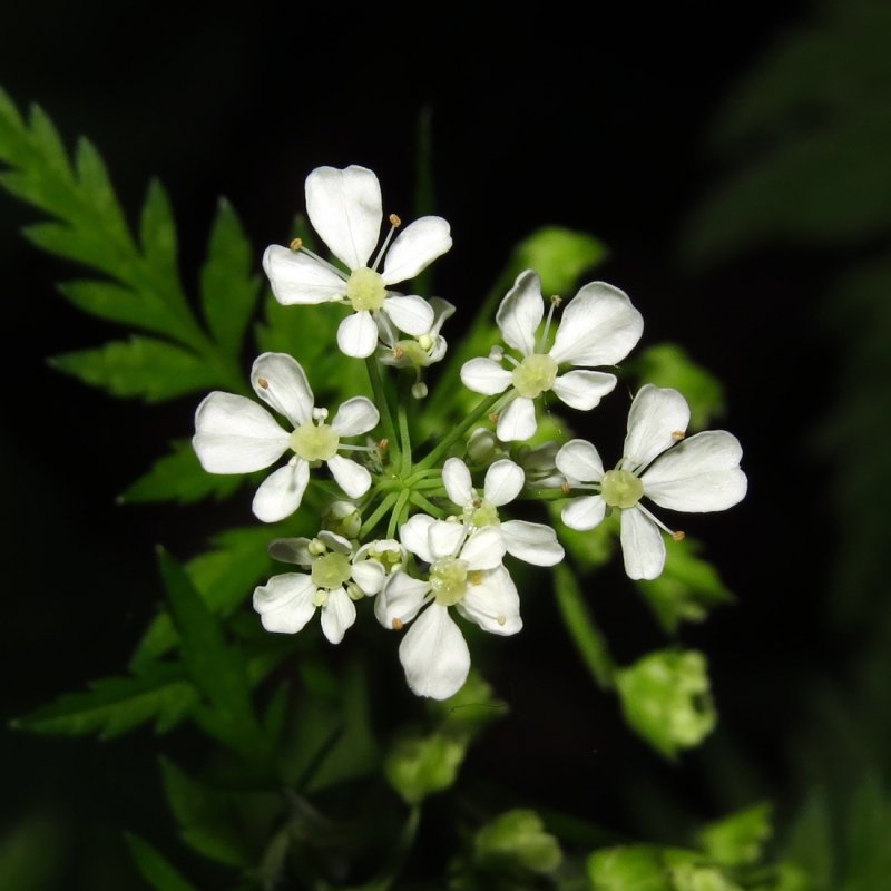 Anthriscus cerefolium