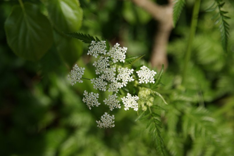 Купырь морковник ядовитый
