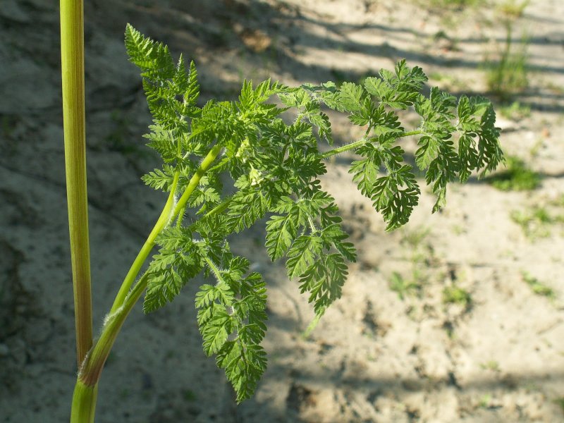 Anthriscus, archangelica, Heracleum