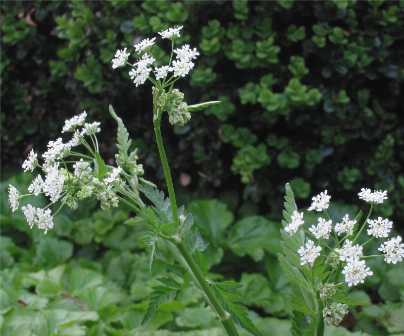 Кервель Myrrhis odorata