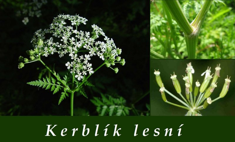 Кервель ажурный ( Anthriscus cerefolium)