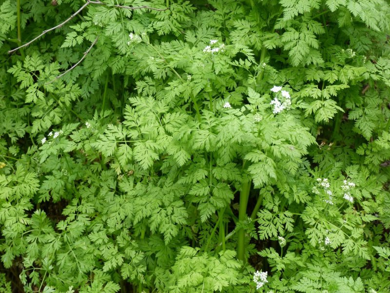 Кервель ажурный ( Anthriscus cerefolium)