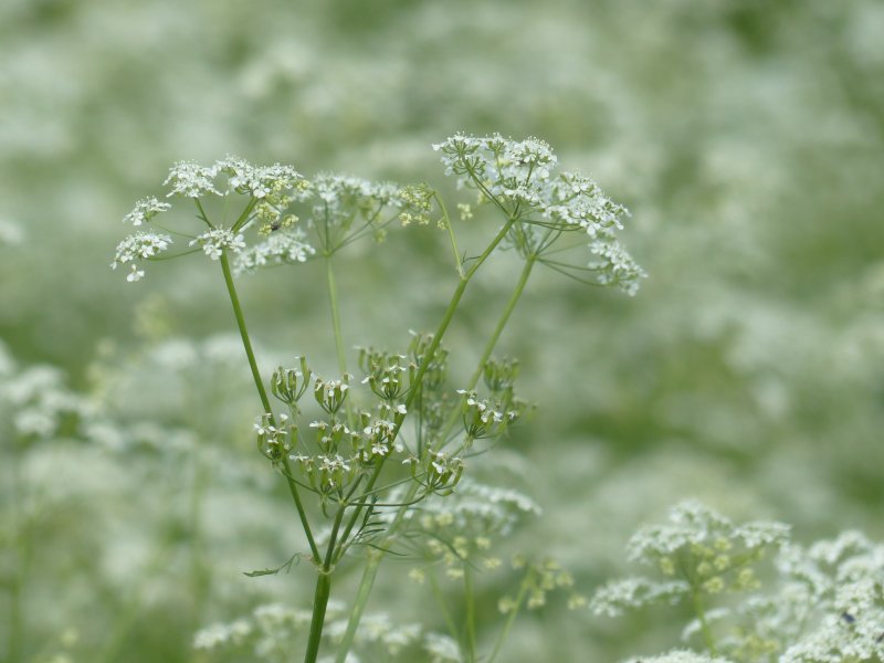 Кервель ажурный ( Anthriscus cerefolium)