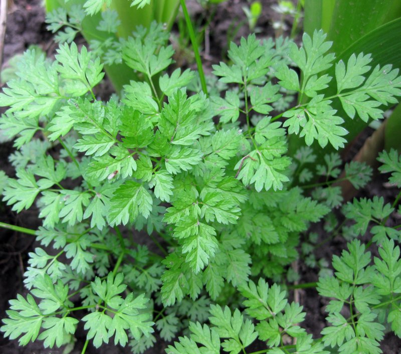 Кервель ажурный ( Anthriscus cerefolium)