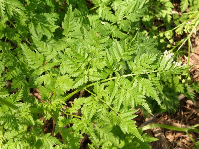 Купырь Лесной корень