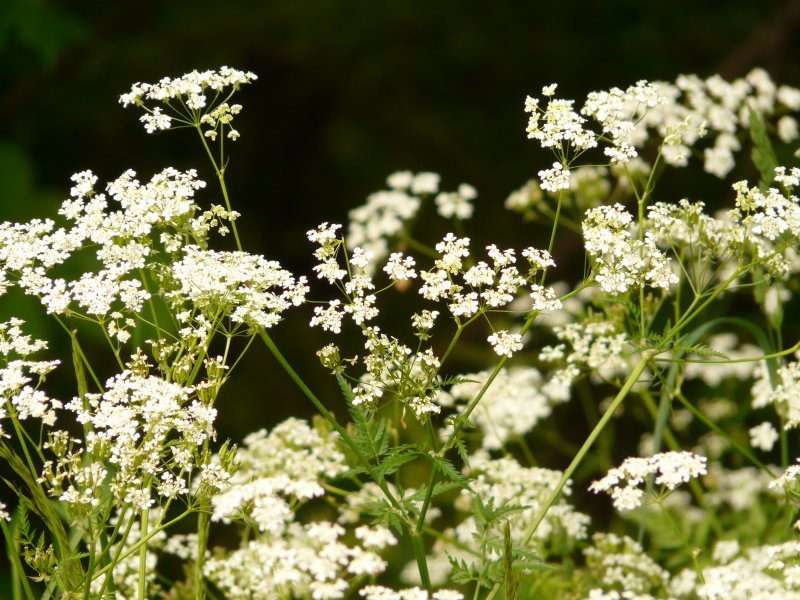 Hemlock Poison
