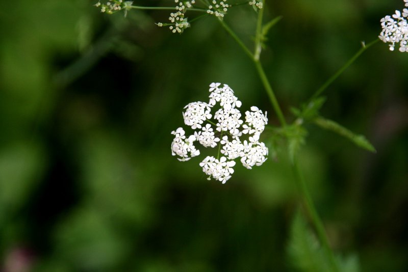 Купырь Лесной Anthriscus Sylvestris (l.) Hoffm.