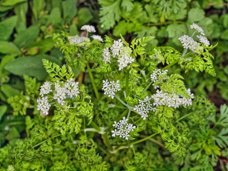 Купырь Лесной Anthriscus Sylvestris