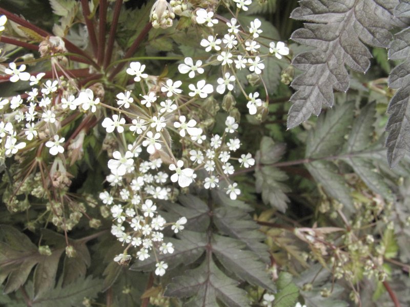 Купырь Лесной Anthriscus Sylvestris