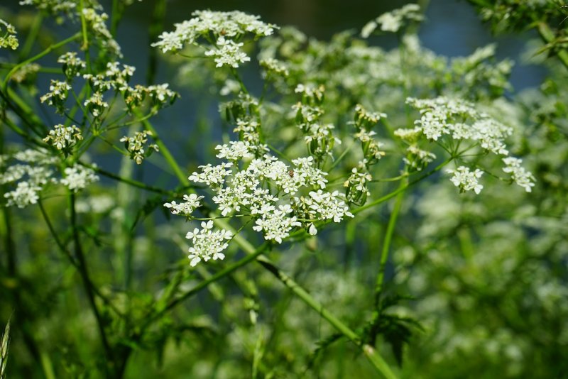 Anthriscus Caucalis