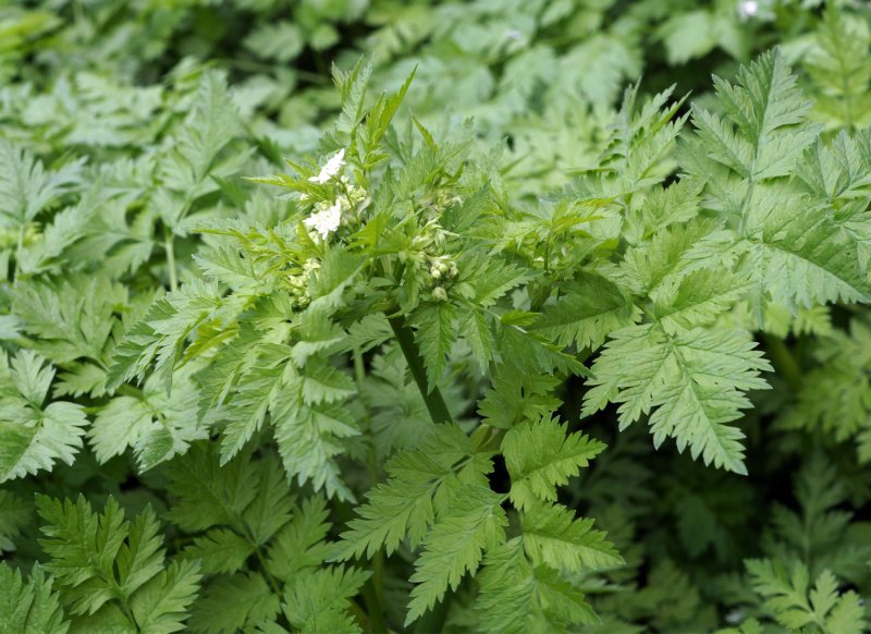 Купырь Лесной Дубравный( Anthriscus Sylvestris nemorosa)