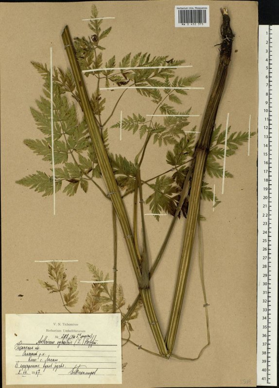 Cow parsley цветок