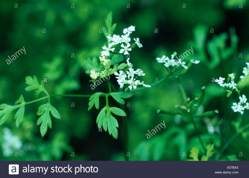 Купырь прицветниковый