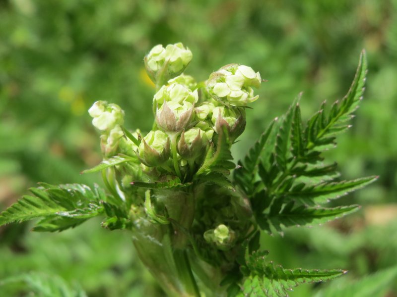 Кервель Myrrhis odorata