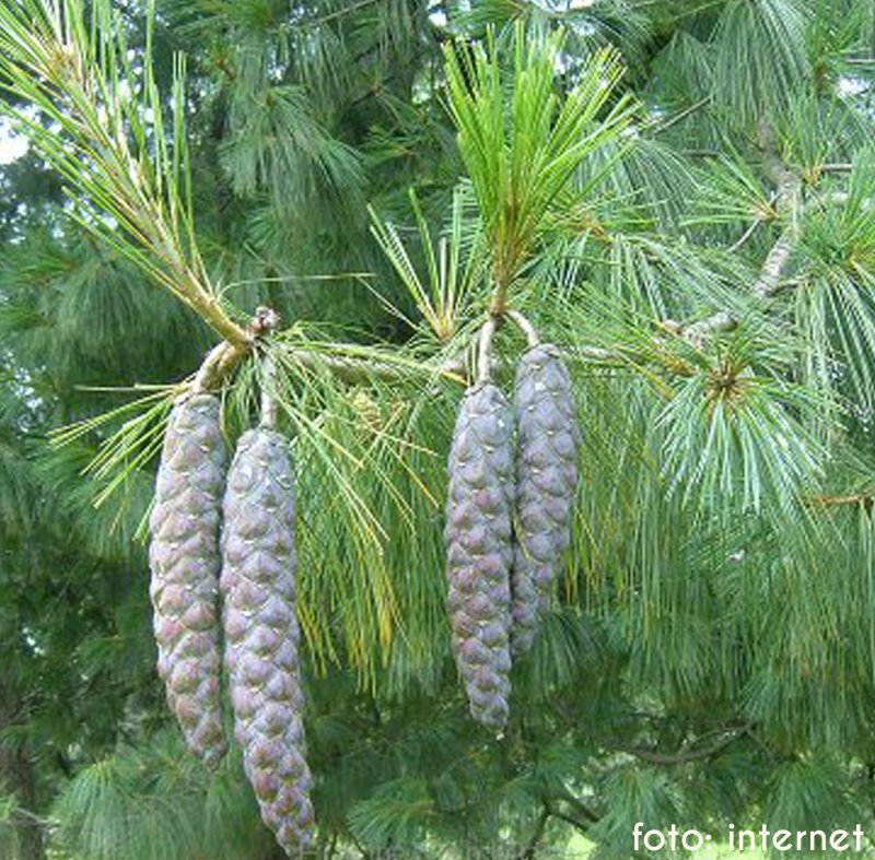 Сосна гималайская (Гриффита) (Pinus wallichiana (griffithii))