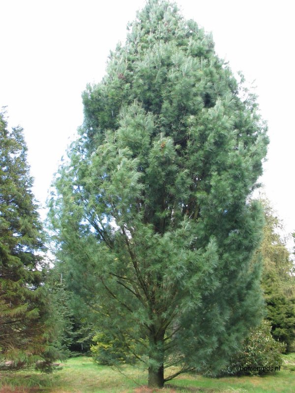 Сосна wallichiana