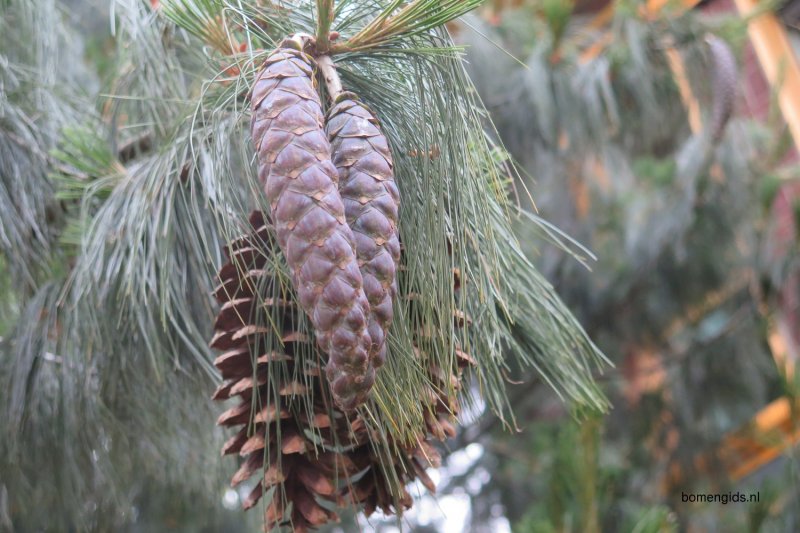Pinus wallichiana шишка