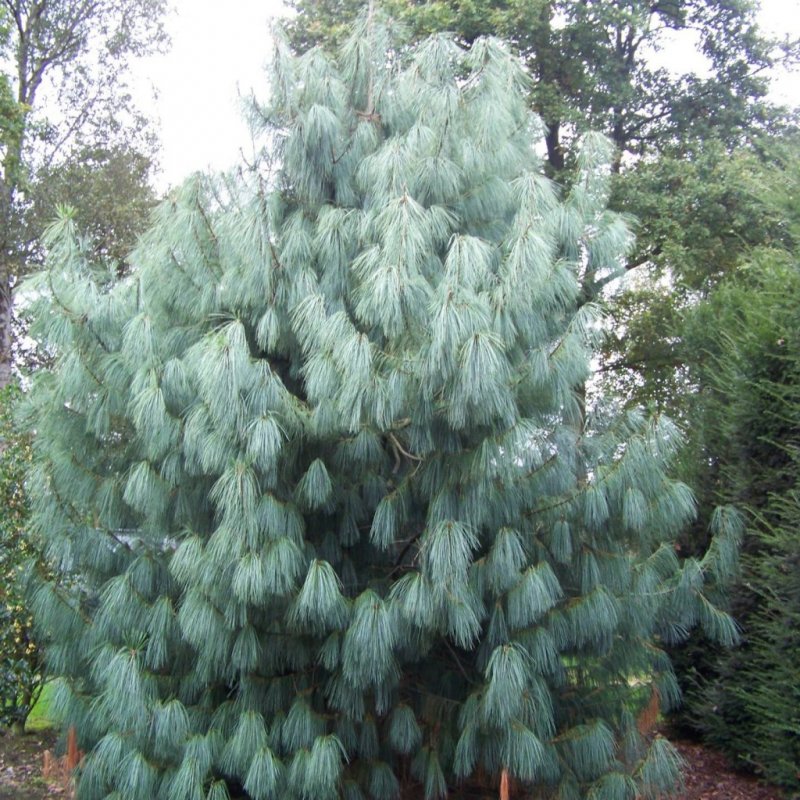 Сосна гималайская Pinus wallichiana