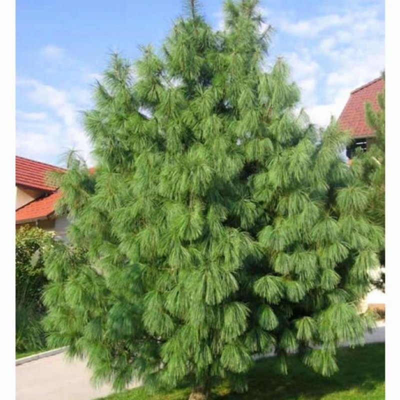 Сосна гималайская (Гриффита) (Pinus wallichiana (griffithii))