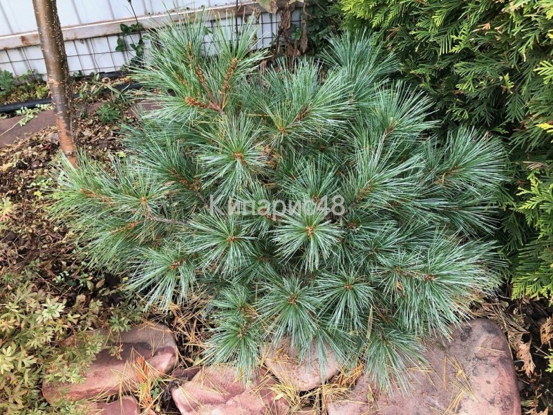 Pinus schwerinii Wiethorst