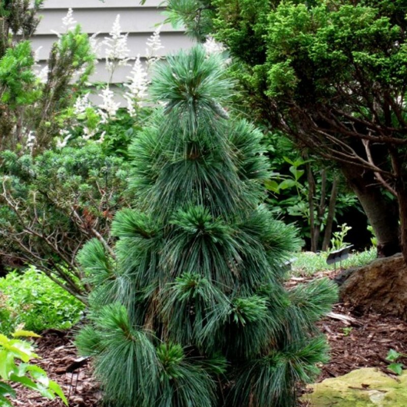 Сосна Шверина Витхорст (Pinus schwerinii Wiethorst)