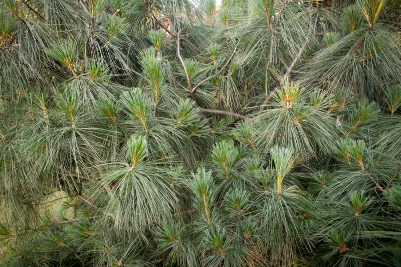 Pinus wallichiana griffithii