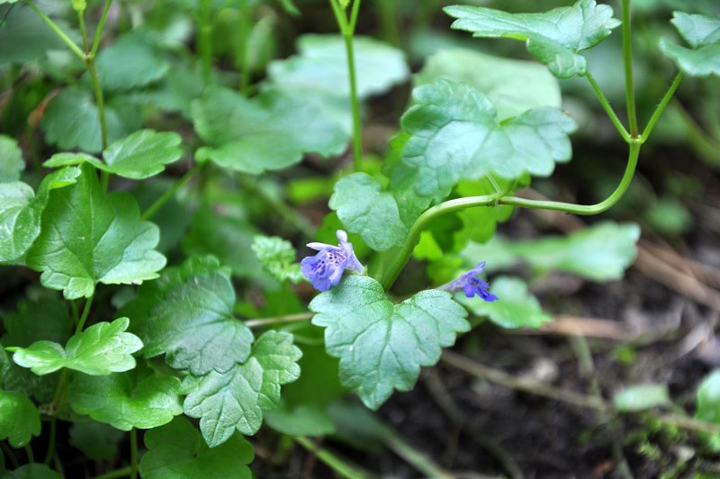 Glechoma hederacea