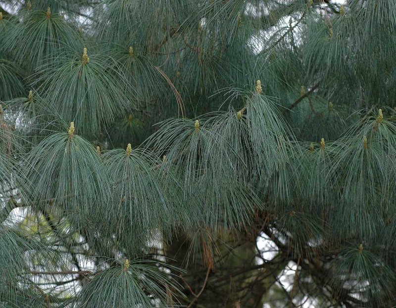 Pinus massoniana