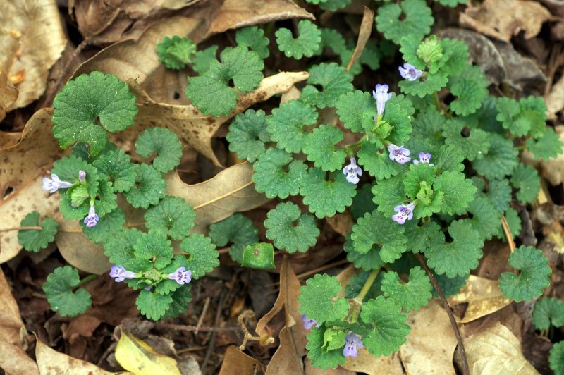 Будра плющевидная (Glechoma hederacea)