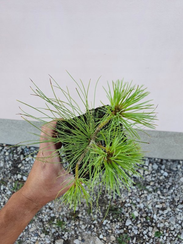 Picea smithiana