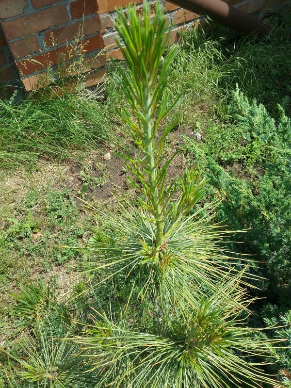Pinus wallichiana 'Filip's Sunshine'