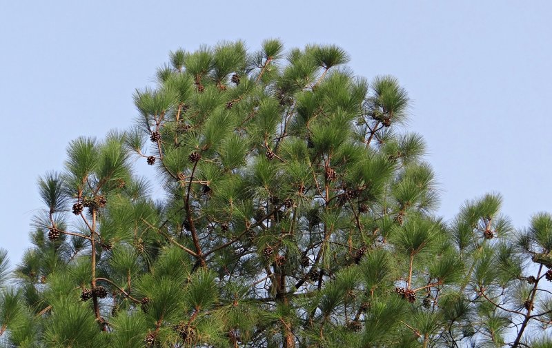 Сосна Excelsa wallichiana